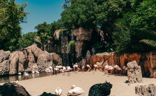 A mesmerizing shot of birds swimming and relaxing near the water in a rocky green area