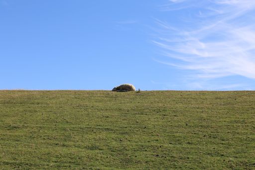 A sheep lying and resting on the green dyke under the sunlig