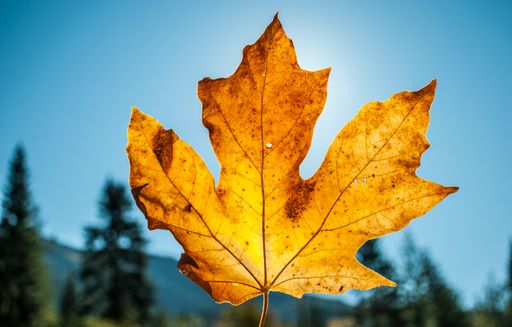 A closeup shot of a yellow dry maple leaf held up and blue sky in the background on a sunny day