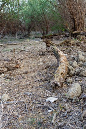 Old dead fallen tree trunks on the ground in a forest.