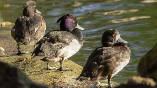 A closeup shot of tufted ducks near a lake