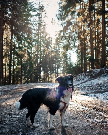 A vertical shot of black and white border collie on the road in autumn forest