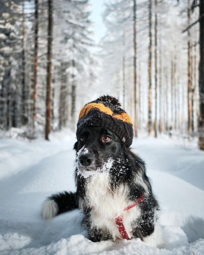 A vertical shot of black and white border collie wearing a warm hat in winter forest