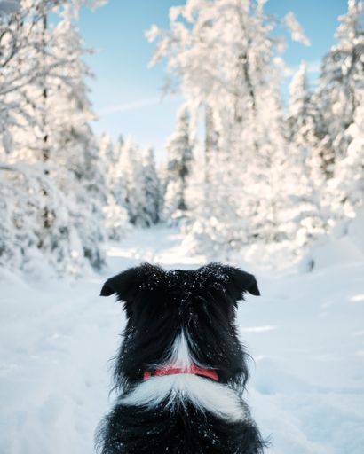A vertical shot of black and white border collie in winter forest