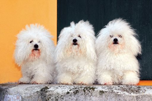 A closeup shot of cute Bolognese dogs on a rock
