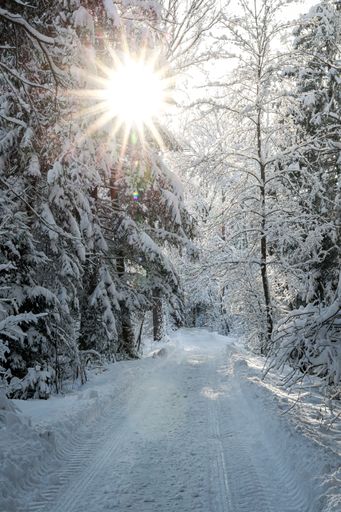A breathtaking view of a winter forest with the sun shining brightly through snow-covered tree