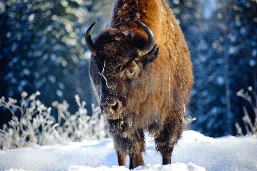 A brown wild bison in winter with a forest covered with snow in the background in Iceland