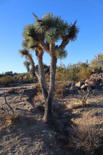 A vertical shot of Joshua tree in desert in Arizona