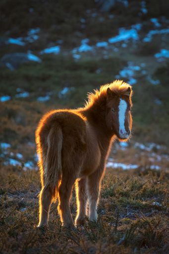 A vertical shot of a young Galician wild horse in a meadow under the sunlight