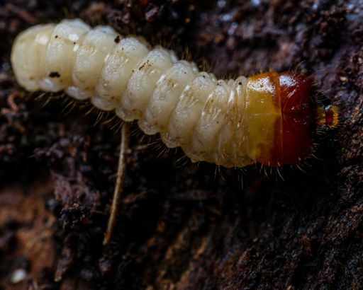 A macro shot of a bug larvae crawling on the soil