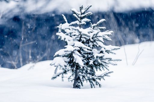 A selective focus shot of a small snow-covered pine tree