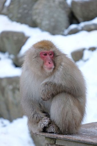 Snow monkey in the snow monkey park in Nagano prefecture, Japan
