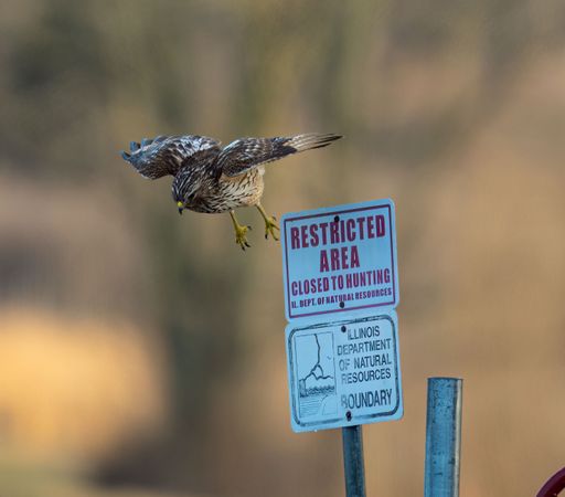 A view of the hawk bird flying away from the sign