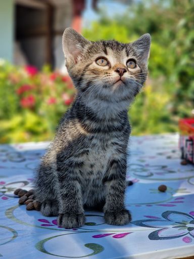 A vertical shot of a small cat sitting on the ground looking up