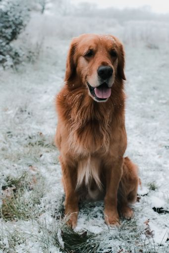 A vertical shot of an adorable ginger dog sitting on the ground in a snowy forest
