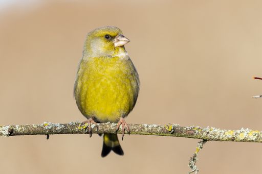 A closeup shot of a cute European greenfinch perched on a tree branch on an unfocused background