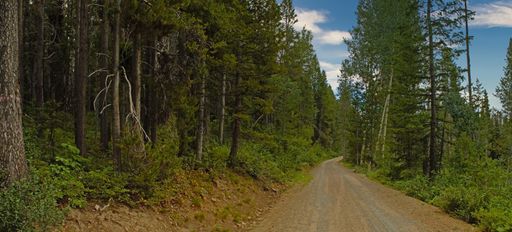 A mesmerizing shot of green trees and a narrow road under the cloudy sky