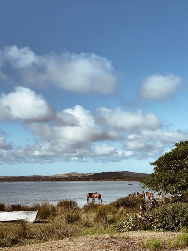 A vertical shot of the horses drinking water from the sea against the cloudy sky