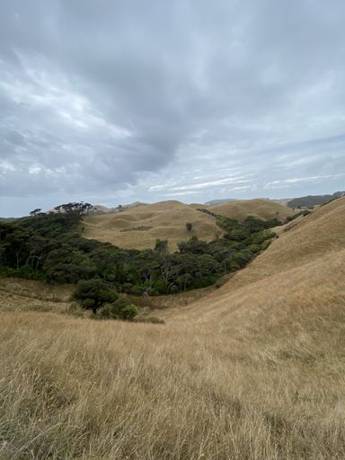 A vertical shot of trees on a hillside with brown grass under a cloudy sky