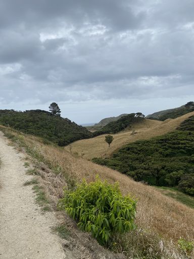A vertical shot of trees on a hillside with brown grass under a cloudy sky
