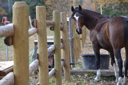 A selective focus shot of a wooden fence near a brown horse on the farm