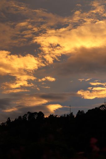 A vertical shot of trees against the cloudy sky during su