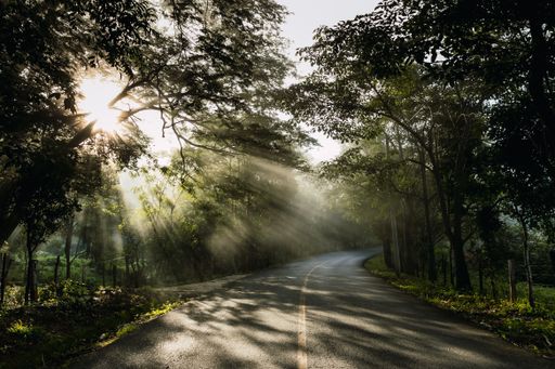 The bright rays of the sun illuminating the empty road surrounded by trees