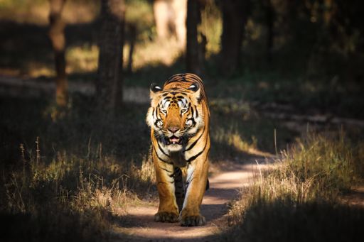 A gorgeous tiger walking through a narrow path
