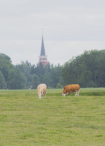 A vertical shot of cows grazing in a field against the cloudy sky
