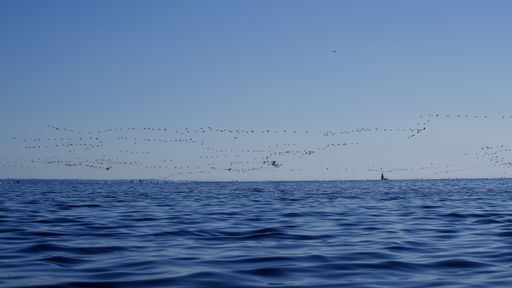 the black birds flying over the blue water under the clear sky
