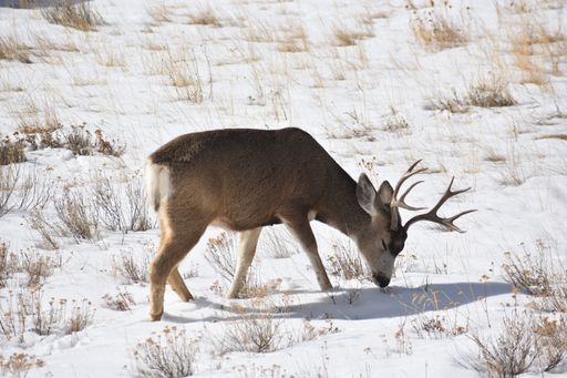 A white-tailed deer (Odocoileus virginianus) grazing on a snowy meadow on a winter day