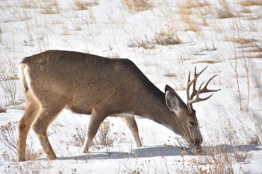 A beautiful white-tailed deer ( Odocoileus virginianus) grazing on a snowy winter day