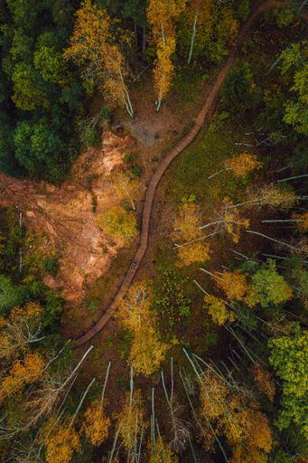 A vertical top view of a path through a dense forest on an autumn day