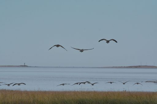 A vibrant flock of birds soaring above the tranquil surface of the sea