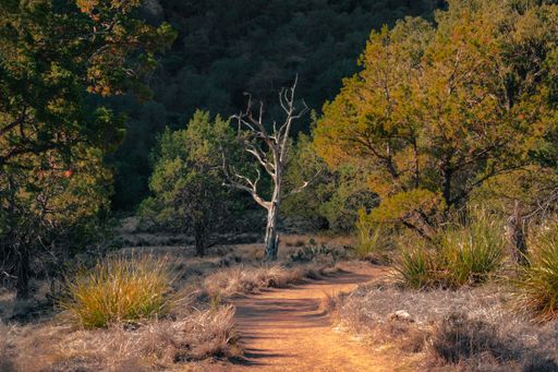 A narrow dirt path winds its way through a lush green bush on a bright sunny day