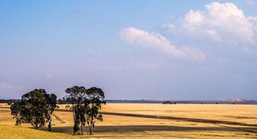 A wide angle shot of trees on a dry field under a cloudy sky