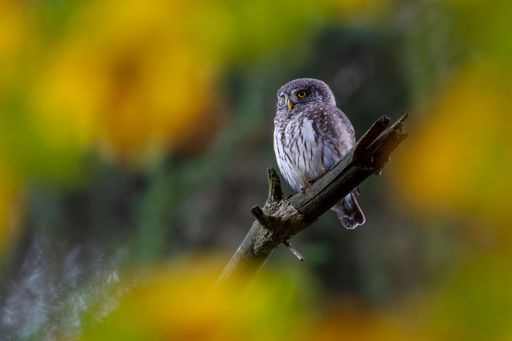 An image of a single owl standing on the branch of tree in the blurred background.