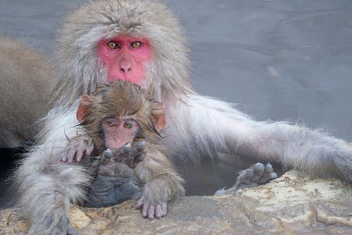 Snow monkey in the snow monkey park in Nagano prefecture, Japan