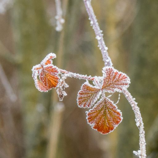 A selective focus shot of a branch with autumn leaves covered with frost with a blurred background