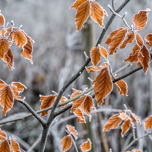 A selective focus shot of branches with autumn leaves covered with frost with a blurred background
