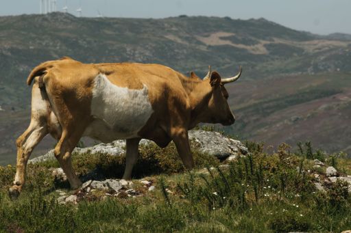 A brown and white cow grazing on a lush green hillside in the backdrop of fields
