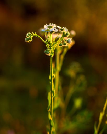 A vertical selective focus shot of a flower in a garden on a sunny day