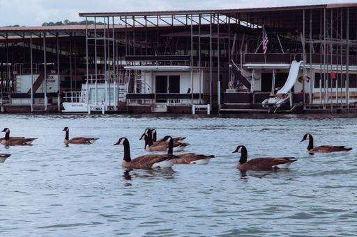 A group of adorable ducks swimming in the water in the background of buildings