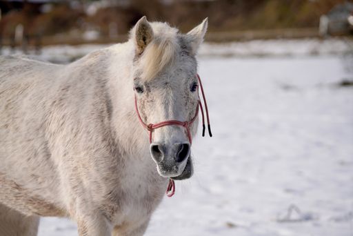 A selective focus closeup of a white horse in the snowy grass field