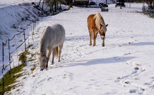 A selective focus closeup of the horses grazing in the snowy grass field