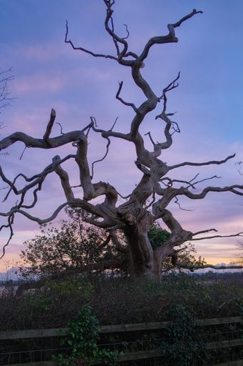 A vertical shot of an old bare tree with beautiful sunset background