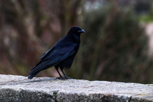 A black crow perched atop a rough stone ledge in an outdoor wooded area