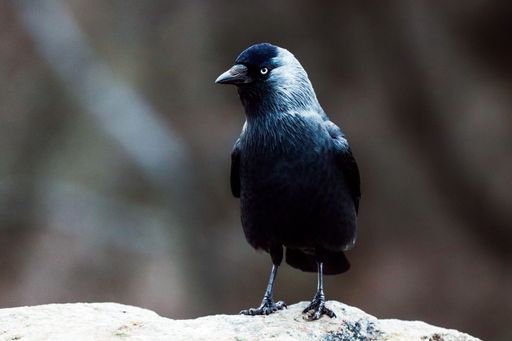 A selective focus shot of a jackdaw bird perched on a rock