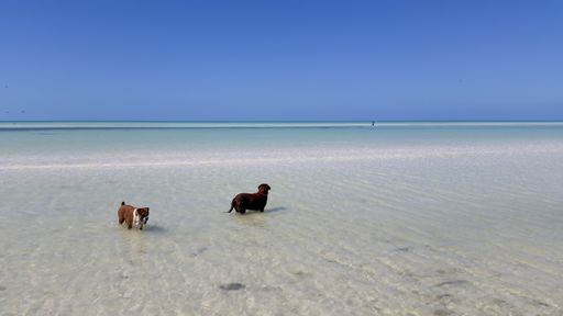 A beautiful shot of two dogs playing near the Caribbean sea in Holbox island Mexico