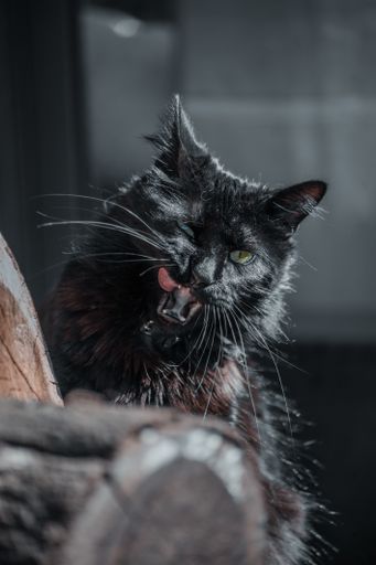 A vertical shot of an angry black cat